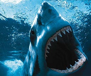 How many teeth do great white sharks have?